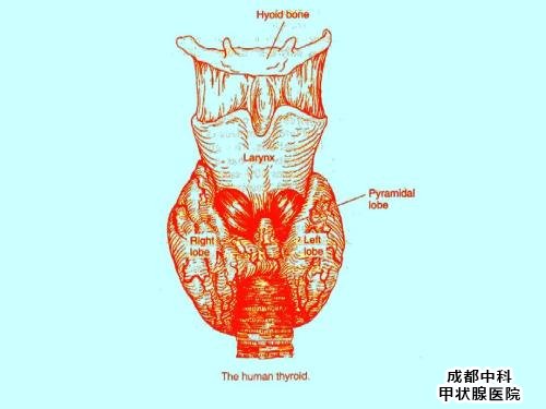 成都甲状腺医院医生告诉你：甲亢病如何治疗